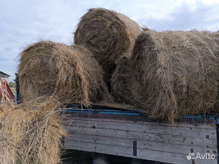 Сено в тюках от 200-250кк стандартные
