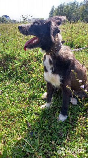 Собачка Клякса