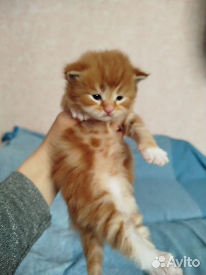 Шотландская кошка
