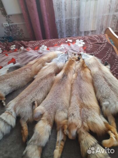 Продаю шкурки лисы
