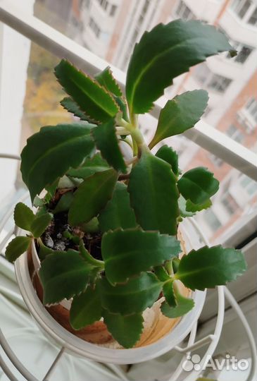 Каланхоэ - доктор лечебное