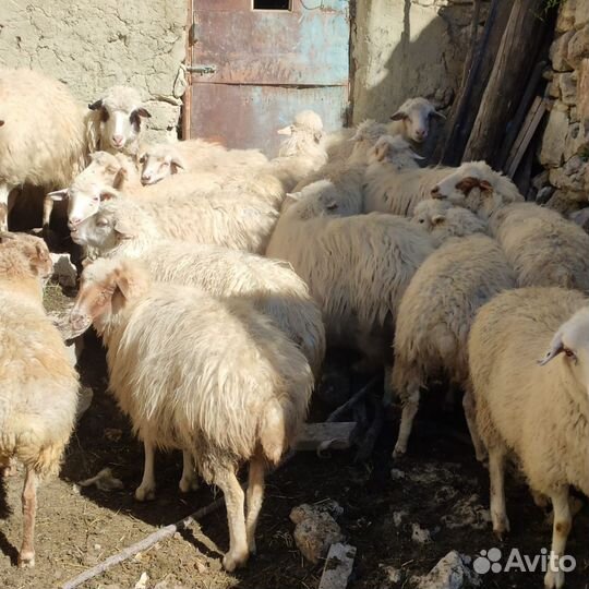 Овцы и ягнята