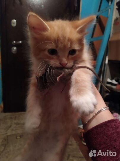 Котята в добрые руки бесплатно