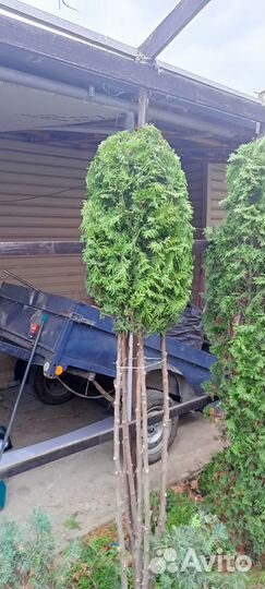 Туи смарагд, колумна