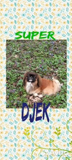 Пекинес вязка