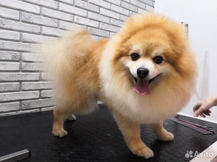 Грумер Стрижка собак и кошек