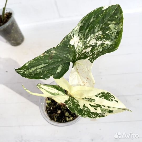 Сингониум imperial вайт