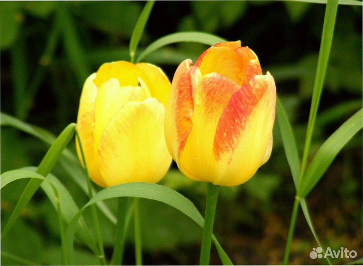 Тюльпаны оптом