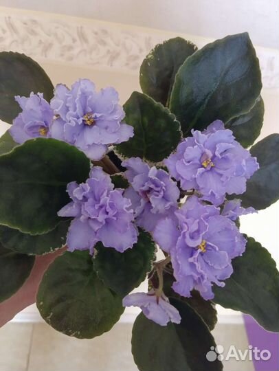 Молодые цветущие фиалочки