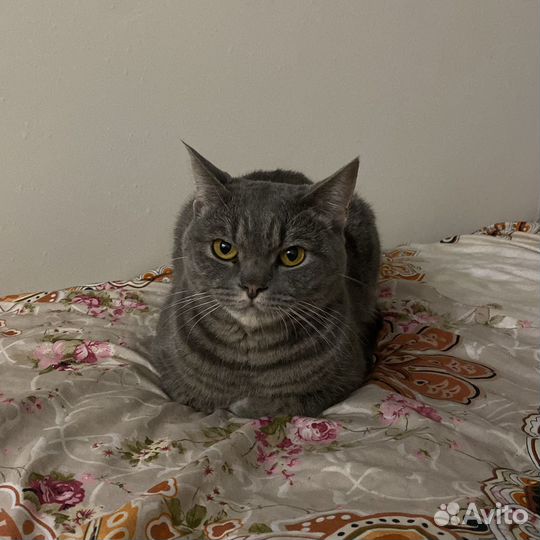 Кот Майот