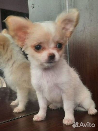 Мини девочка