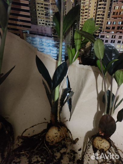 Замиокулькас