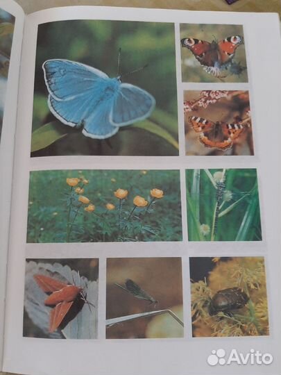 Зеленые страницы Плешаков А.А