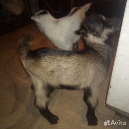 Козлы