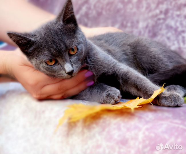 Кошка в дар бесплатно