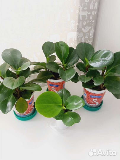 Пеперомия туполистная