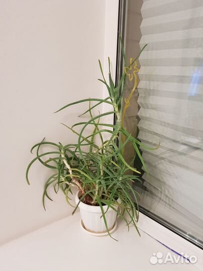 Алоэ столетник