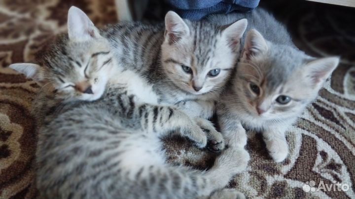 Кошка в дар бесплатно