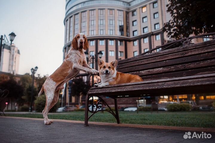 Дрессировка собак