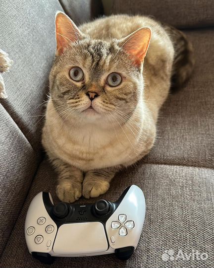 Аренда Sony playstation 5 + VR2