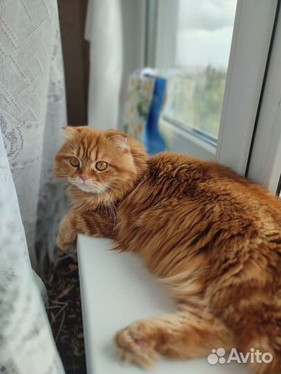 Вязка кошек