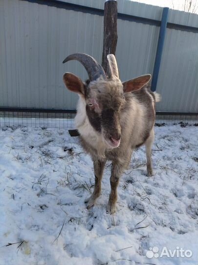 Козел сейбл зааненский вязка