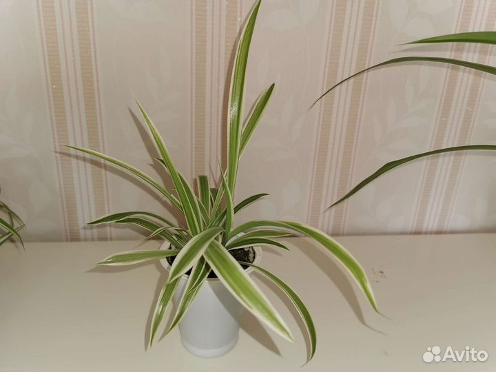 Хлорофитум