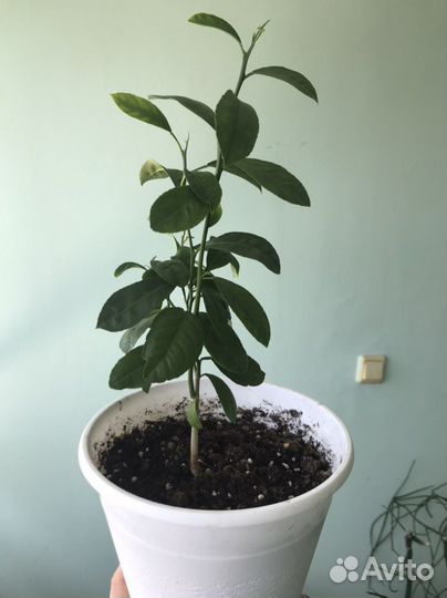 Лимонное дерево. Пеперомия