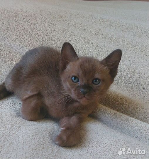 Бурманские котята