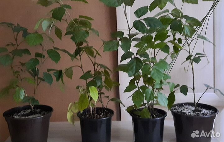 Берёзка,Молочай,Рео