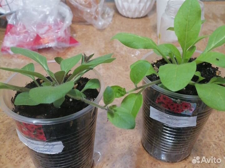 Петуния тайдал