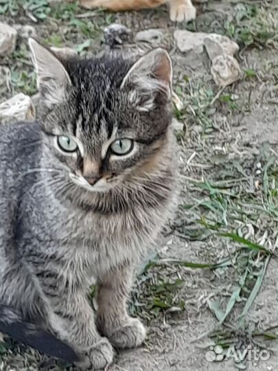 Котик около 3х месяцев