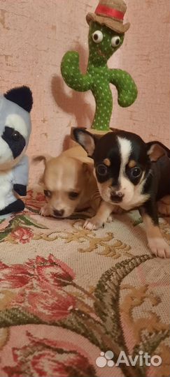 Девочки чихуашки