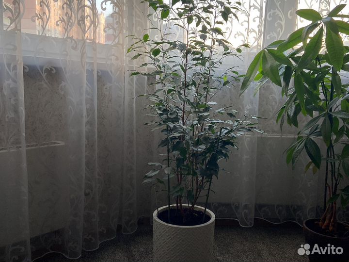 Фикус дерево