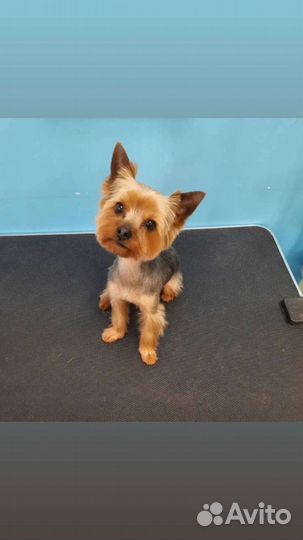 Стрижка собак и кошек, грумер, уралмаш