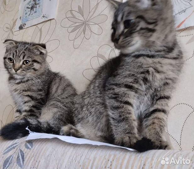 Котята в добрые руки мальчики