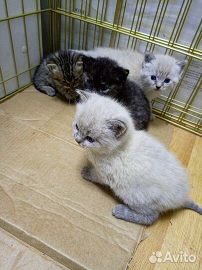 Милые котята