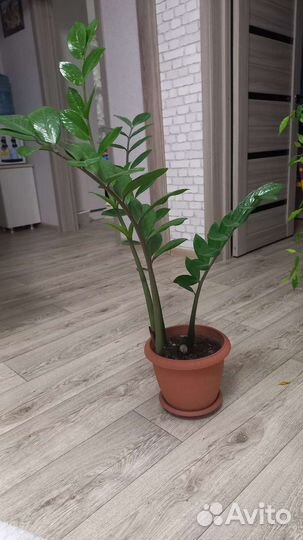 Замиокулькас