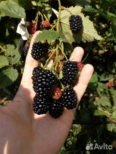 Рассада кусты ежевики и ежемалины