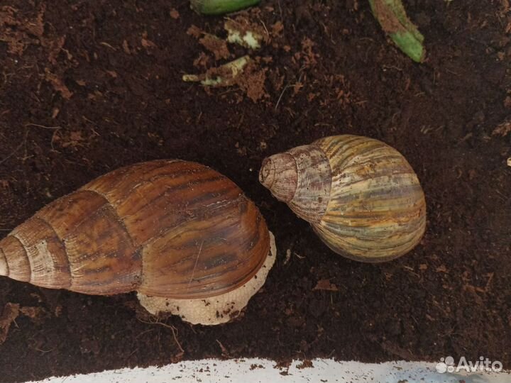 Гигантские ахатины