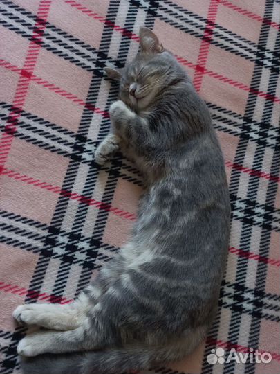 Отдам в добрые руки