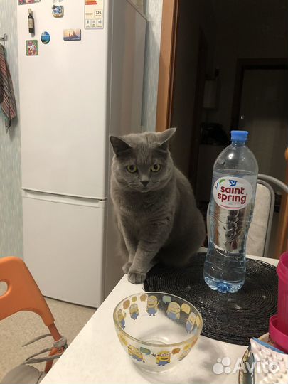 Британская кошка