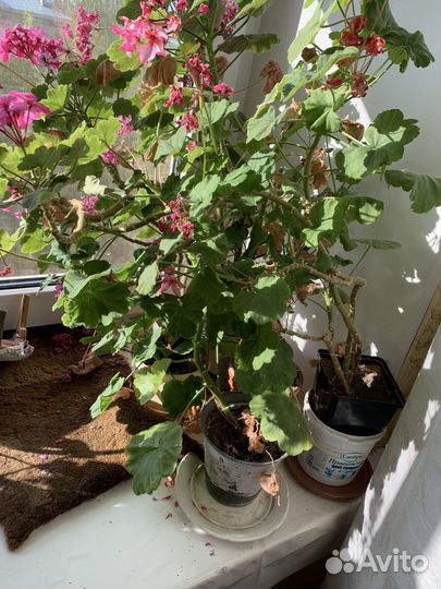 Комнатные цветы