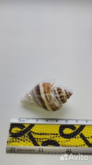 Морская раковина Melongena corona