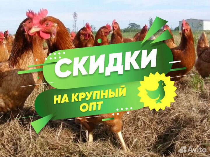 Куры молодки молодые несушки