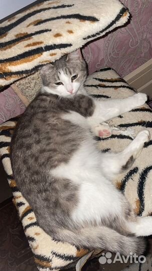 Кошки в добрые руки бесплатно