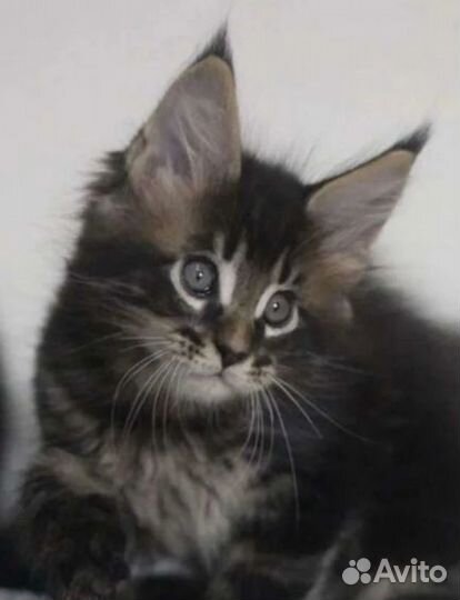 Котята Мейн Кун
