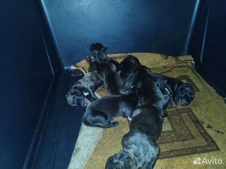 Щенки Питбуля