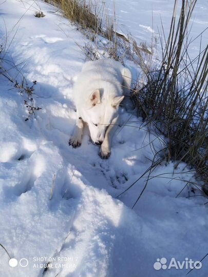 Лайка (щенки)