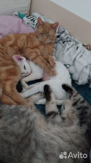 Ветеринарный врач вызов на дом